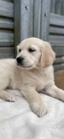 Image 11 of Fully Vaccinated KC Registered Golden Retriever Puppies