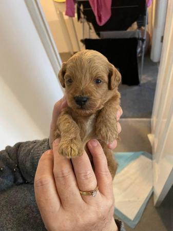 Cavapoochon toy puppies for sale - Image 3 of 12