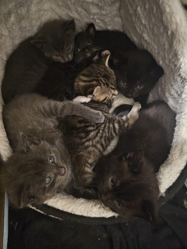 Preview of the first image of Beautiful mixed kittens.