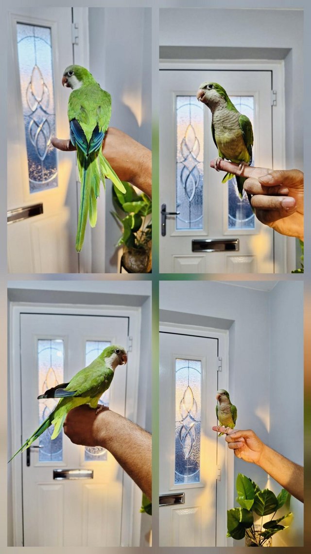 Hand tamed Quaker parrot for sale.