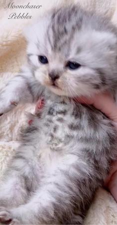 Image 4 of Gorgeous Silver Spotty Tabby British Shorthairs Registered