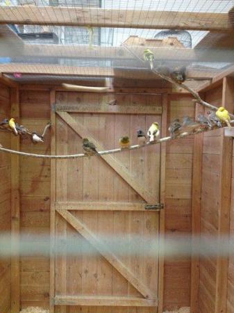 Image 1 of Various Birds (Parakeets/finches/canaries) for sale