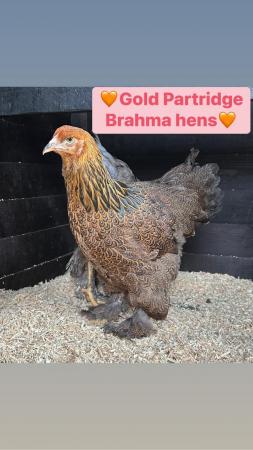 Image 3 of Large fowl Brahma and faverolle hens