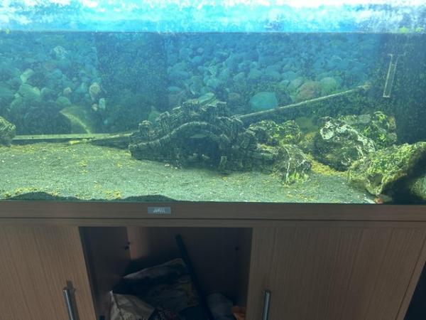 Image 4 of 21 month old pleco, tank and accessories