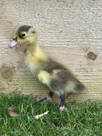Image 1 of Day old Indian runner ducklings. Mixed colours