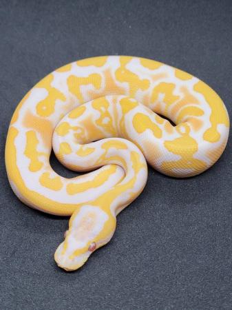 Image 6 of Various ball pythons for sale 2021-2023