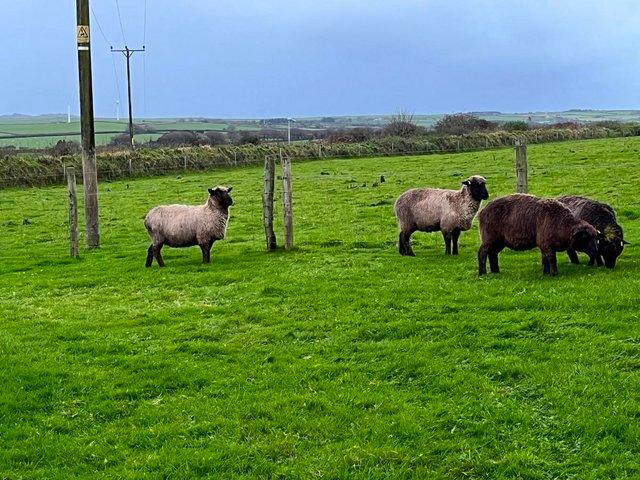 Preview of the first image of 2 Black Romney Sheep for sale Cornwall.