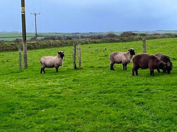 Image 1 of 2 Black Romney Sheep for sale Cornwall