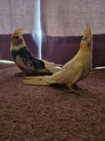 Image 2 of 4 month old pair of cockatiels with full set up