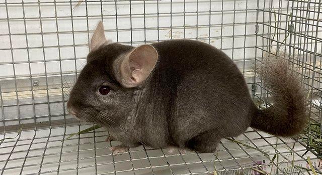 Image 6 of Chinchillas for sale in Staffordshire