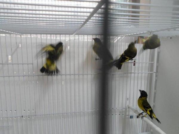 Image 1 of Mannikins.and finches for sale.