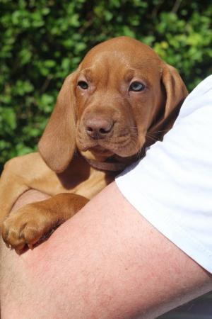 Image 7 of *READY TO LEAVE* KC Registered Hungarian Vizsla Puppies