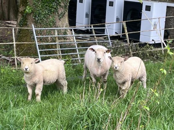 Image 1 of 3x ewe lambs and 3x ram lamb for sale