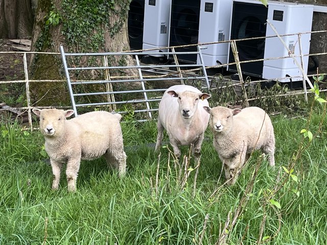 Preview of the first image of 3x ewe lambs and 3x ram lamb for sale.