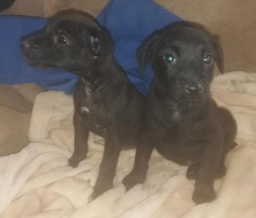 Image 16 of Patterdale terrier pups ready now little livewires