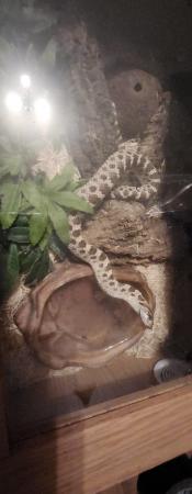 Image 2 of Western hognose snake plus small enclosure