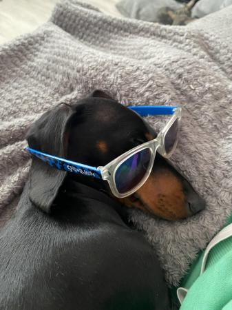 Image 4 of Dachshund Girl for sale