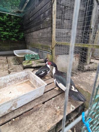 Image 4 of Muscovy ducks for sale in Sheffield