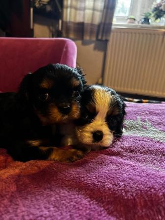 Image 4 of Cavalier King Charles spaniels  Ready Now !!!