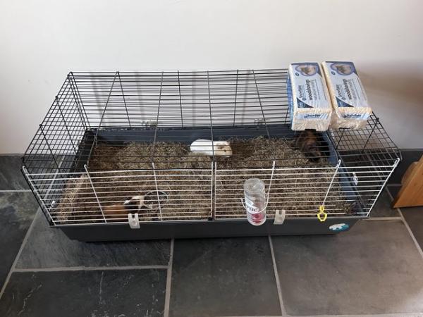 Image 2 of 3 male Guinea pig + cage + run