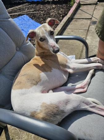 Image 11 of Beautiful KC Registered Whippet puppies