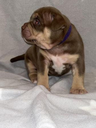 Image 2 of Pocket bully puppies for sale abkc registered