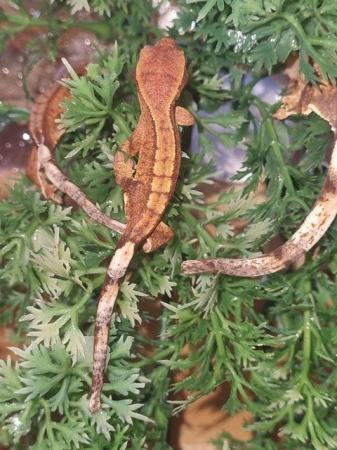 Image 18 of Beautiful Crested Geckos!!! (ONLY 1 LEFT)