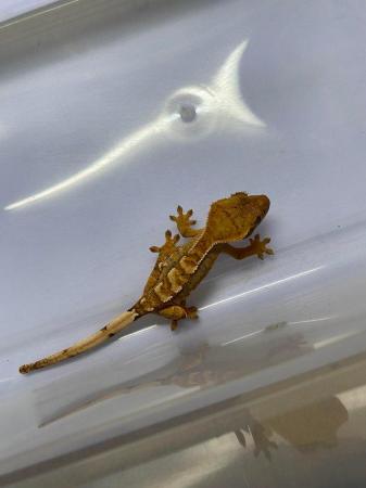 Image 5 of Partial pinstripe tiger crested gecko £70