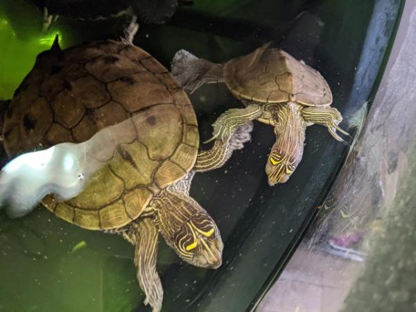 Image 1 of Mississippi Map Turtles / Terrapins