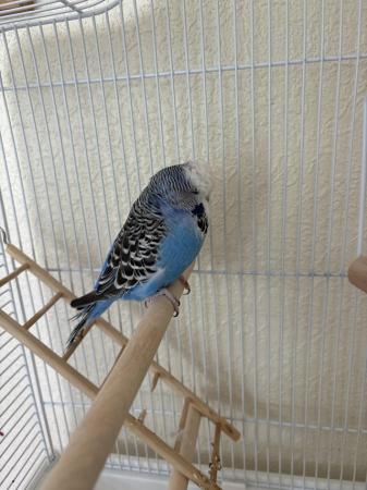 Image 4 of 2 Budgies for Sale - with cage, feed, toy