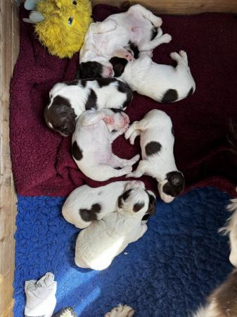 Image 24 of Fabulous and stunning English springer puppies