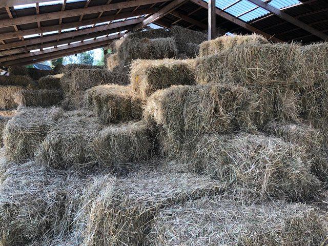Preview of the first image of Barn stored hay July 2023 ready to go.