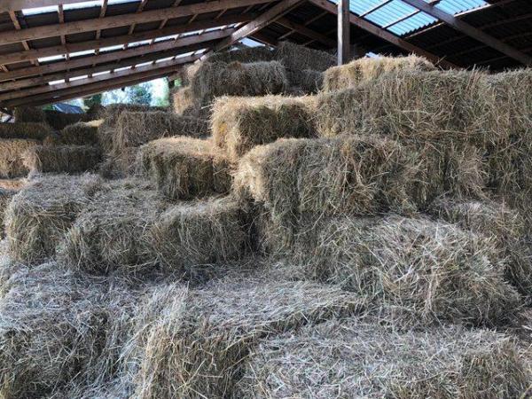 Image 1 of Barn stored hay July 2023 ready to go
