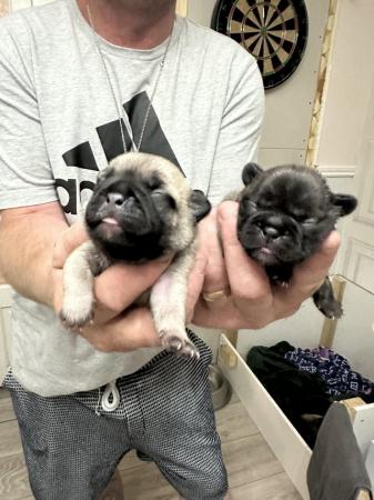 Image 4 of Frugs- frenchie x pug puppies 1 girl remaining