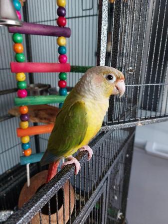 Image 6 of gorgeous pineapple conure