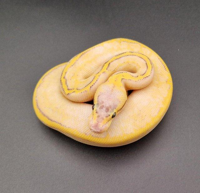 Preview of the first image of Super YB (Ivory)Enchi Pin Pastel Het Pied Ball Python 231301.