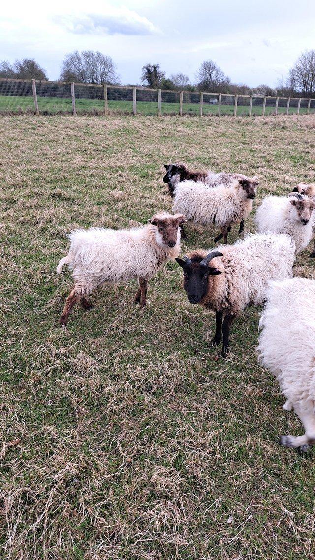Preview of the first image of 8 shearling boreray ewes.