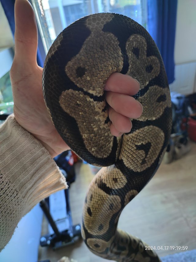 Preview of the first image of 2 Royal Pythons for sale.