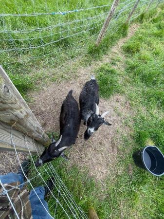 Image 2 of Adult Female pygmy goat group for sale