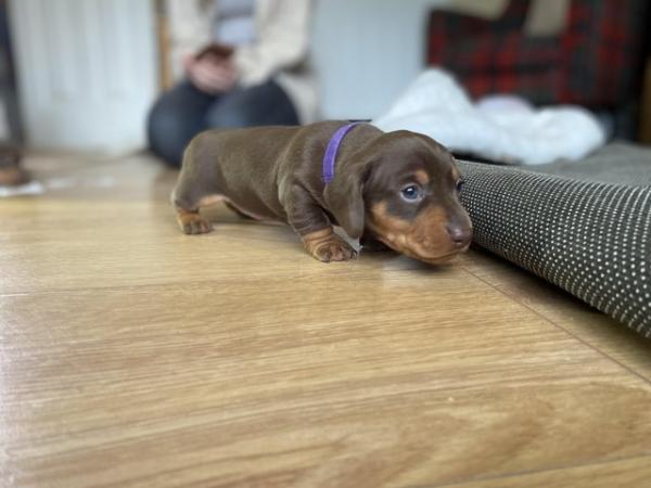 Image 3 of Beautiful Girl Dachshund, ready for there forever home.
