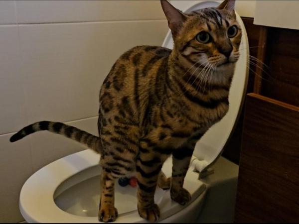 Image 12 of Cute bengal cat looking for good home (toilet trained)