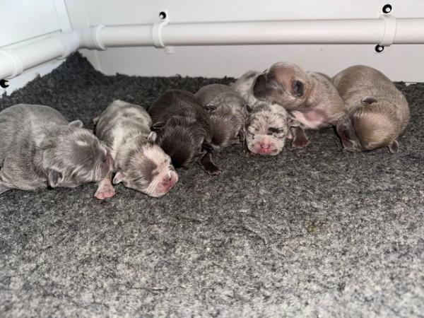 Image 12 of French bulldog Puppys quality litter PP avail