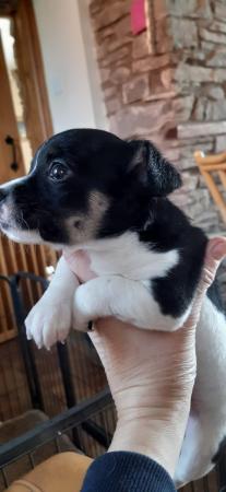 Image 17 of Adorable Miniature Jack Russell Puppy