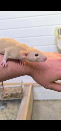 Image 1 of Male and female rats available