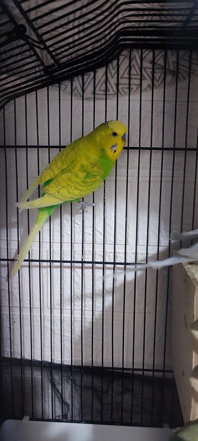 Preview of the first image of 3 Male Budgies for Sale with Cage Looking for a new Home.