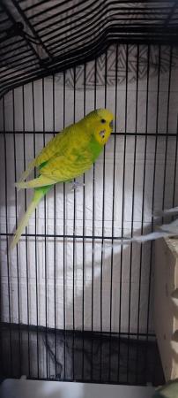 Image 1 of 3 Male Budgies for Sale with Cage Looking for a new Home