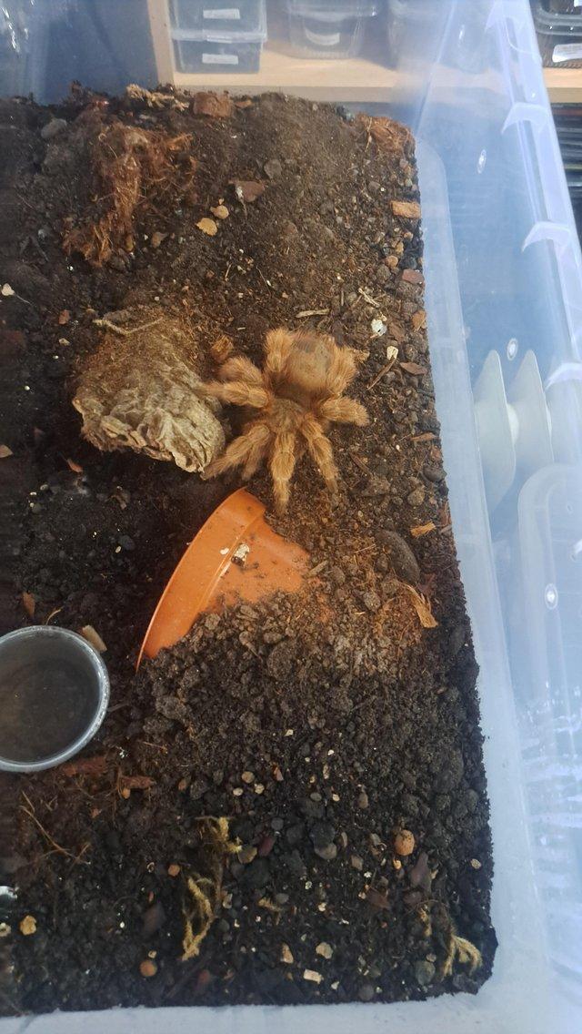 Preview of the first image of Tarantulas for sale updated 16/06.