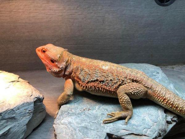 Image 6 of Female Bearded Dragon 2 years old