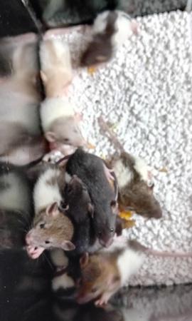 Image 24 of Baby Dumbo and Straight eared Rats