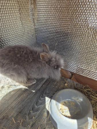Image 1 of Male rabbit for sale  have a lion